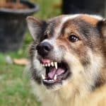 600.-A-Dog-Bit-Me-on-the-Owners-Property-Should-I-Sue-the-Owner-.jpg 600.-A-Dog-Bit-Me-on-the-Owners-Property-Should-I-Sue-the-Owner-.jpg
