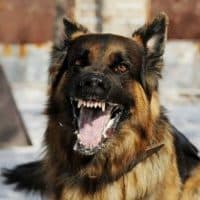 How-Much-Can-I-Sue-For-a-Dog-Bite-300x200-1.jpg How-Much-Can-I-Sue-For-a-Dog-Bite-300x200-1.jpg