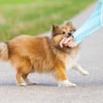 DogBite2 DogBite2